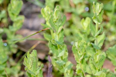 Hypericum japonicum, photographed by Andrew Allen