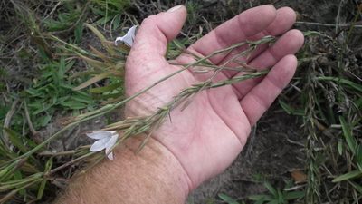 Prismatocarpus campanuloides, photographed by Shaun Swanepoel