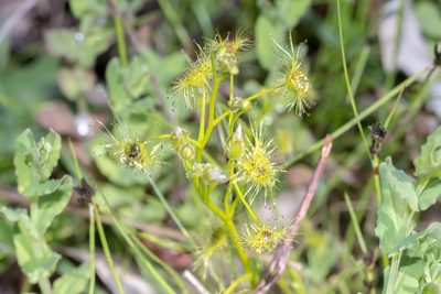 Drosera hookeri, photographed by Andrew Allen