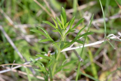 Haloragis heterophylla, photographed by Andrew Allen