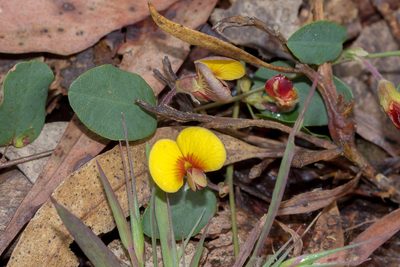 Bossiaea prostrata, photographed by Andrew Allen