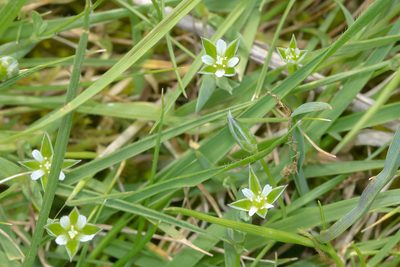 Moenchia erecta, photographed by Andrew Allen