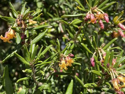 Pittosporum bicolor, photographed by Jesse de Vries
