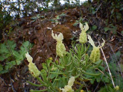 Lavandula viridis, photographed by Duarte Frade