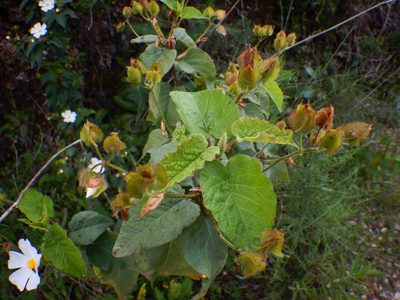 Cistus populifolius, photographed by Duarte Frade