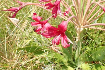 Brunsvigia undulata, photographed by Peter Warren