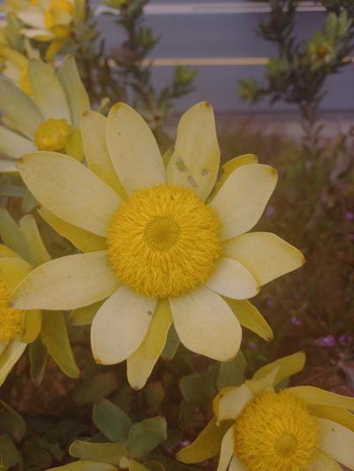 Leucadendron globosum, photographed by Brian du Preez