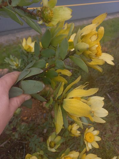 Leucadendron globosum, photographed by Brian du Preez