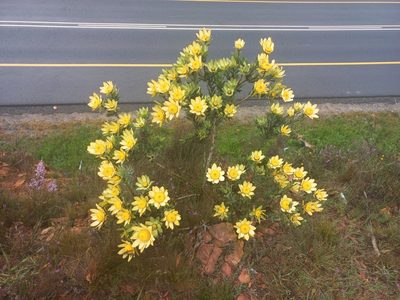 Leucadendron globosum, photographed by Brian du Preez