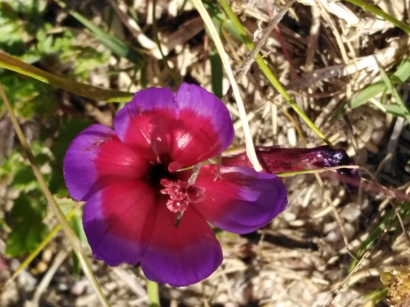 Geissorhiza eurystigma, photographed by melda
