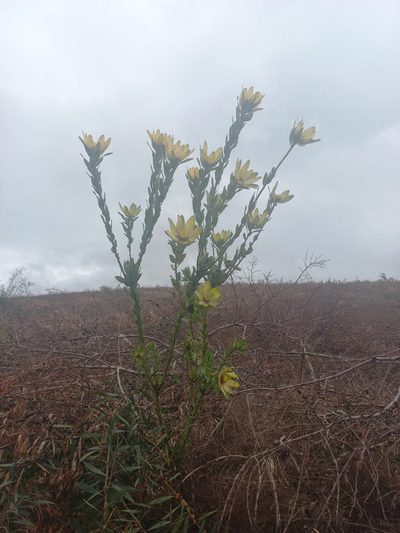 Leucadendron globosum, photographed by Brian du Preez