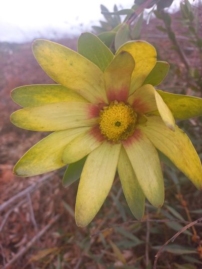 Leucadendron globosum, photographed by Brian du Preez