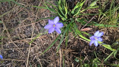 Aristea pusilla, photographed by David Rosenthal