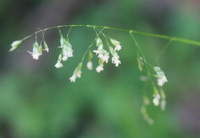 Anthoxanthum occidentale, photographed by Scott Loarie