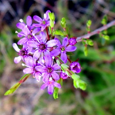 Agathosma purpurea, photographed by Di Turner