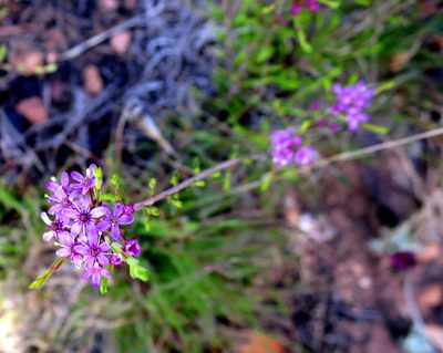 Agathosma purpurea, photographed by Di Turner