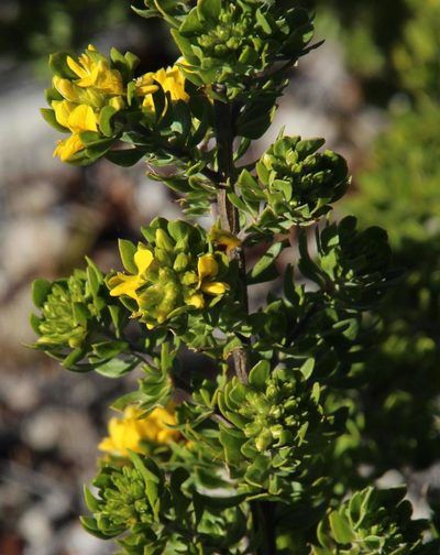 Aspalathus securifolia, photographed by Tony Rebelo