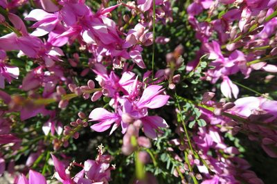 Indigofera langebergensis, photographed by Di Turner