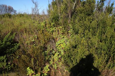 Pelargonium tomentosum, photographed by Tony Rebelo
