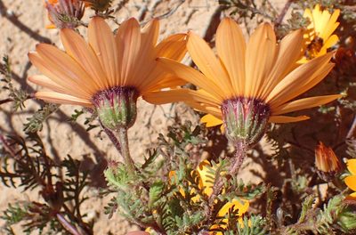 Osteospermum pinnatum, photographed by Nicola van Berkel