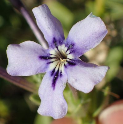 Jamesbrittenia fruticosa, photographed by Nicola van Berkel