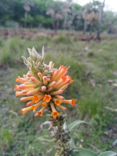 Buddleja tubiflora, photographed by Patricio Cowper Coles