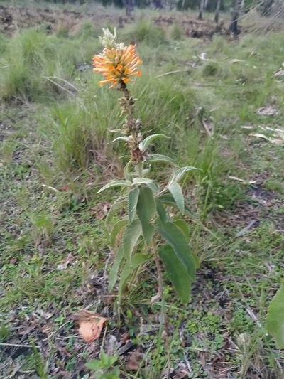 Buddleja tubiflora, photographed by Patricio Cowper Coles