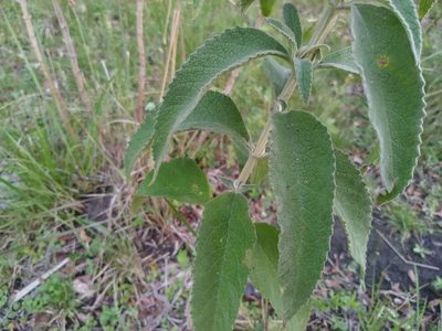 Buddleja tubiflora, photographed by Patricio Cowper Coles