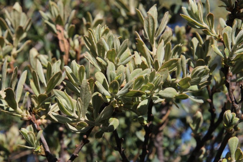 Clutia pubescens, photographed by Tony Rebelo