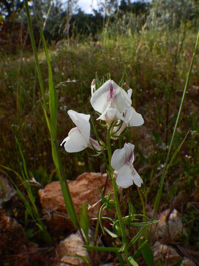 Misopates calycinum, photographed by Duarte Frade