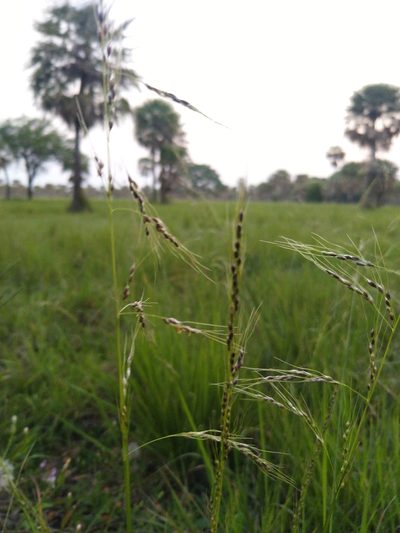 Piptochaetium fimbriatum, photographed by Patricio Cowper Coles