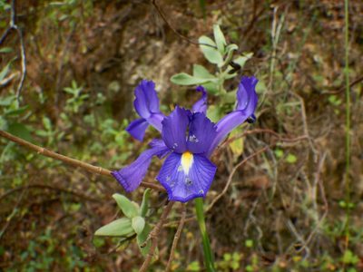 Iris xiphium, photographed by Duarte Frade