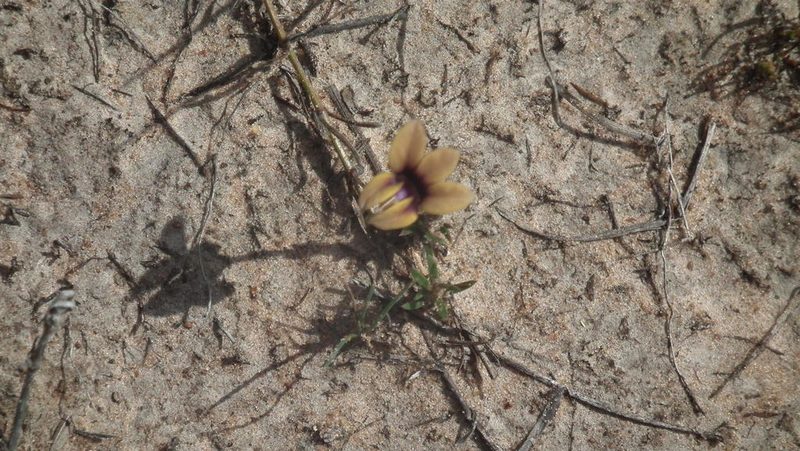 Monopsis scabra, photographed by Shaun Swanepoel