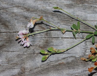 Lespedeza repens, photographed by Gordon C. Snelling