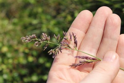 Arctagrostis latifolia, photographed by nina_nesterova