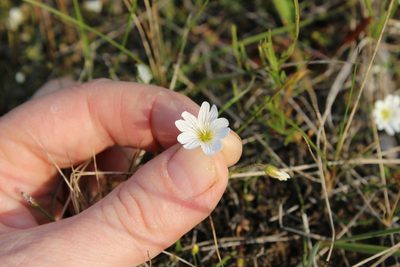 Cerastium regelii, photographed by nina_nesterova