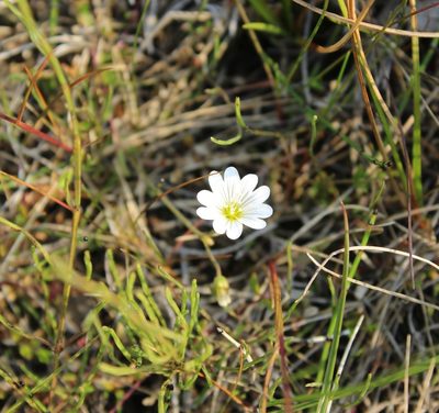 Cerastium regelii, photographed by nina_nesterova