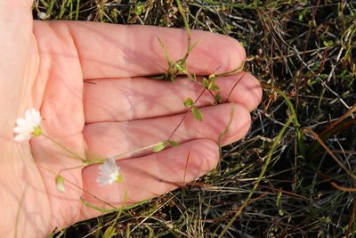 Cerastium regelii