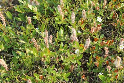 Salix saxatilis, photographed by nina_nesterova