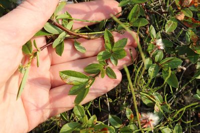 Salix saxatilis, photographed by nina_nesterova