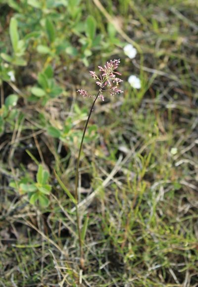 Poa arctica, photographed by nina_nesterova