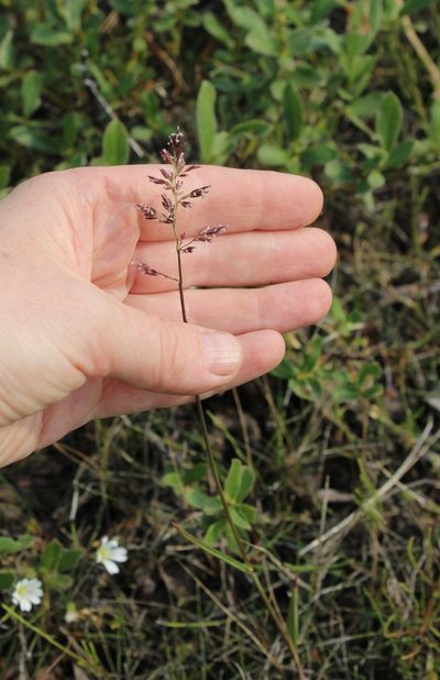 Poa arctica, photographed by nina_nesterova