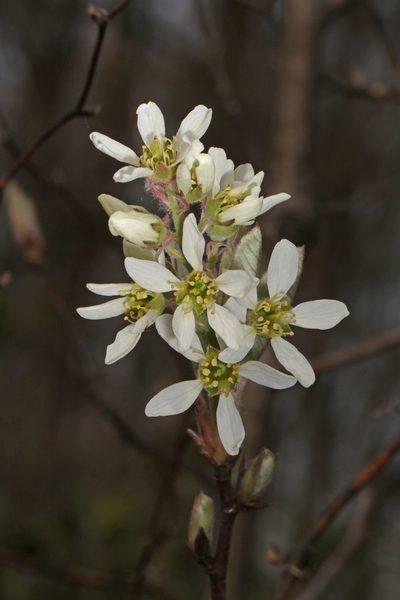 Amelanchier canadensis, photographed by Judy Gallagher