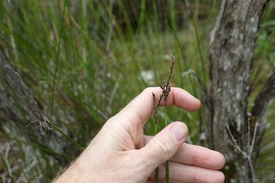 Lepidosperma clipeicola, photographed by Greg Tasney