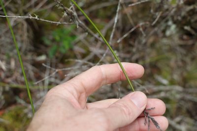 Lepidosperma clipeicola, photographed by Greg Tasney