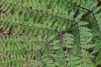 Dennstaedtia davallioides, photographed by Greg Tasney