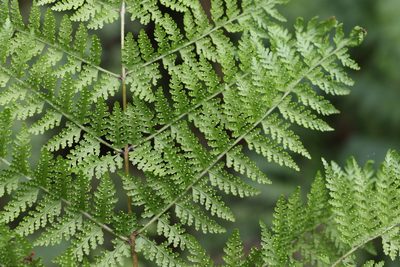 Dennstaedtia davallioides, photographed by Greg Tasney
