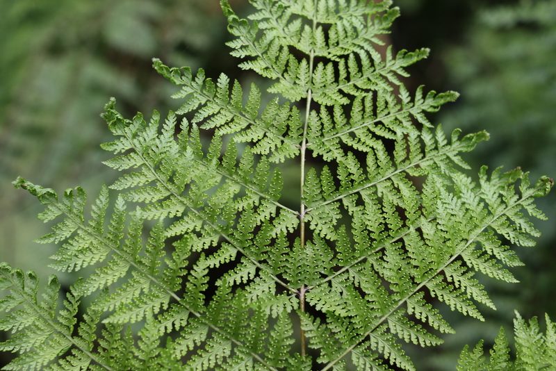 Dennstaedtia davallioides, photographed by Greg Tasney