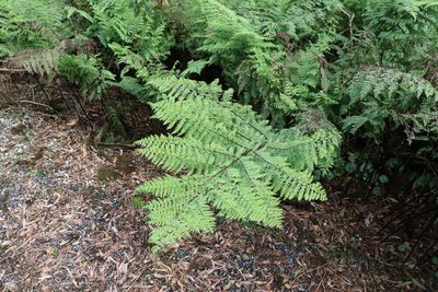 Dennstaedtia davallioides, photographed by Greg Tasney