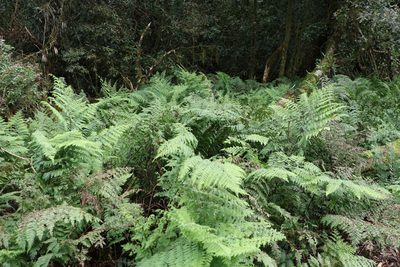 Dennstaedtia davallioides, photographed by Greg Tasney